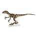 Jurassic World Toys Amber Collection Velociraptor Dinosaur Figure Collectible Toy 6-in Scale, Posable Joints, Authentic Look & Stand for 8 Years Old & Up