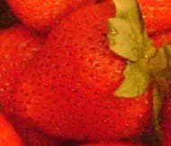Sweet Charlie Strawberry Plant Sold in Bundles of 25