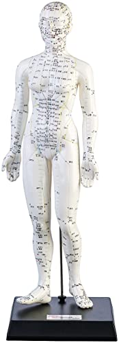 Modèle d'acupuncture 45 cm - Femme [Newgen Medicals]