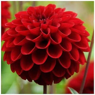 Genipap 50 piezas de semillas de dalia rojas