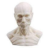Cshxsfz Human Model Anatomy Skull Head Muscle Bone Medical Art Drawing 1:3 10CM