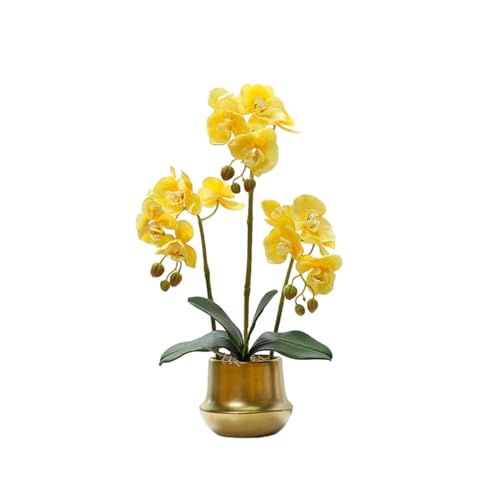 Abono Orquídeas Phalaenopsis Marca JKJZSALJ