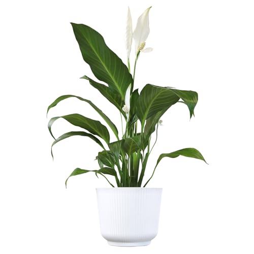 Altman Plants Peace Lily Plant Decor with 6 Inch White Plant Pot,...