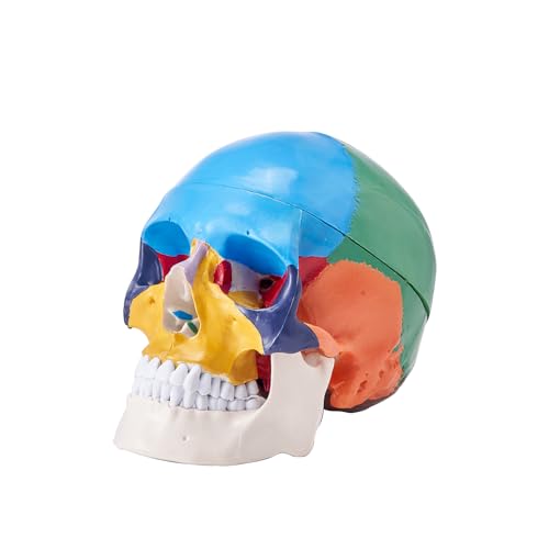 Image of VEVOR Human Skull Model, 3 Parts Human Skull Anatomy, Life-Size Painted Anatomy Skull Model, PVC Anatomical Skull, Detachable Learning Skull Model, for Professional Teaching, Researching and Learning