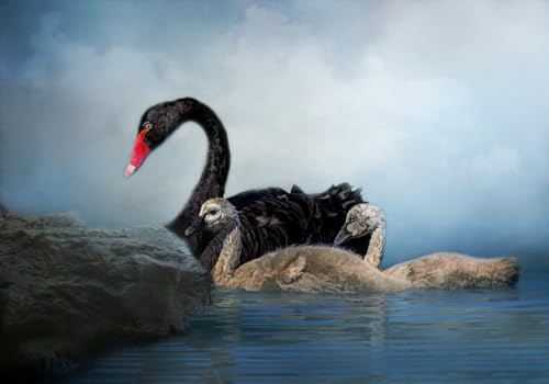 Black Swans Fabric Quilt Panel - BLB-006 - Panel Size is 20” X 14”, Quality Quilting Cotton