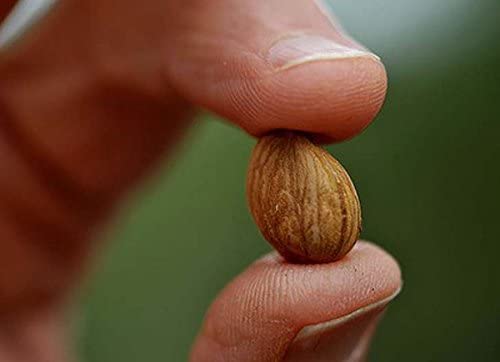 Bitter Apricot Kernels, 8 Oz, 375 Raw Apricot Seeds, 100% All Natural, Gmo Free, Pesticide Free, Gluten Free, Vegan #TOP4