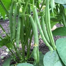Hybrid French Bean Seed 50 SEED