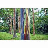 Rainbow Eucalyptus Seeds, Eucalyptus Deglupta Seeds (200 Count) #TOP3