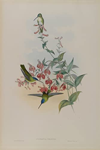 Toile murale oiseau Cyanomyia Franciae par John Gould déco salon 60x90cm
