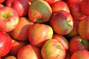 Honeycrisp Apple Tree Bare Root, 2ft Tall