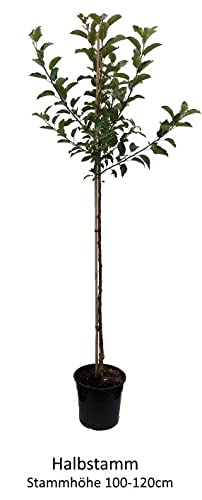 Apfelbaum `Gala´ Herbstapfel, Halbstamm ca. 180cm, im 10L-Topf