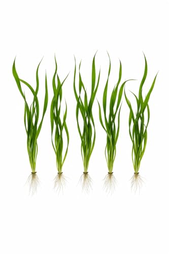 Canton Aquatics Jungle Val 6 Pack