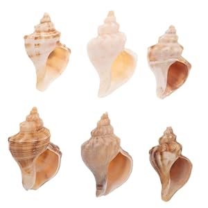 Supvox 6 Stück Muschelhörner Dekoration