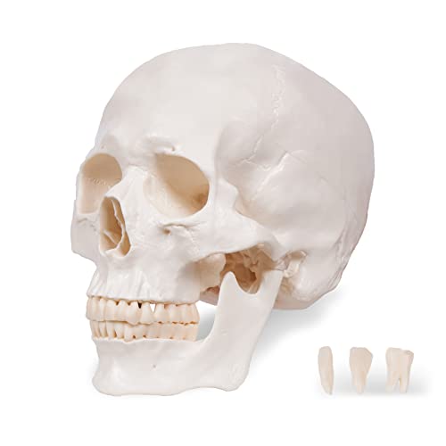 Image of breesky Anatomy Skull Model of Medical: 3-Parts Removable Anatomy Skull Model - Mini Human Skull Anatomical Model for Medical Research.
