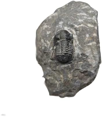 【化石専門店 LOLO】母岩付き 三葉虫 本物 モロッコ産 57.82mm プレゼント ギフト sn39