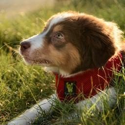 EcoBark Custom-Fit Dog Harness Eco-Friendly Easy Adjustable Non-Pull Padded Mesh for Easy Control for XS Small Medium Large XL Walking (X-Small Red)