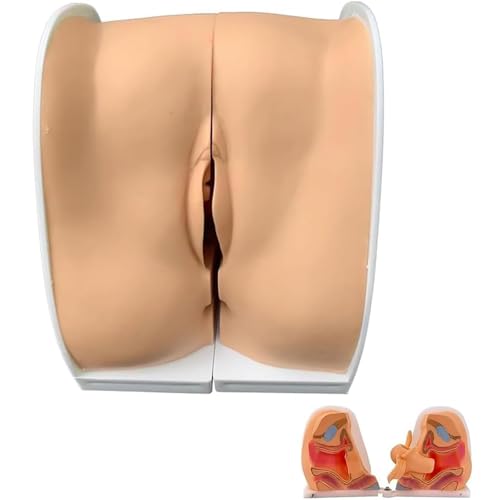 Modèle de formation pour le DIU féminin Spéculum vaginal Modèle d'anatomie des organes génitaux féminins Dispositif contraceptif féminin Modèle...