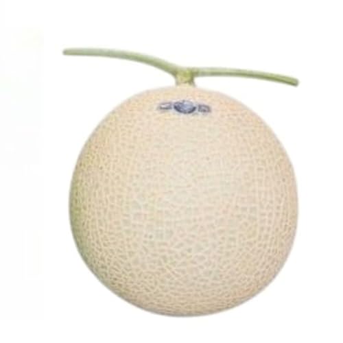 クラウンメロン(白等級)6玉入 マスクメロン 静岡県 袋井市産 果実の王様 メロン 果物