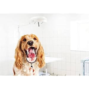 Smarter water  pet dental care solution pet water additive Best way to eliminate bad dog breath  cat bad breath  fights tartar  plaque  add to water vet recommended 45 servings   cucciolini doodles