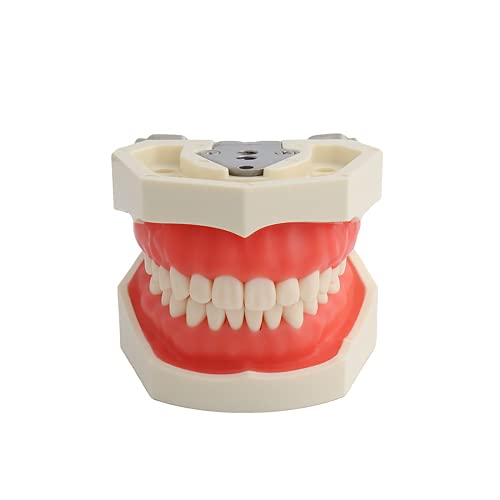 YOUYA DENTAL TM-021 Dental Typodont Teeth Model, Completely Detachable Teaching Study Tools Typodont Articulated Anatomy Teeth Model 28 Removable Teeth, with a Small Screwdriver