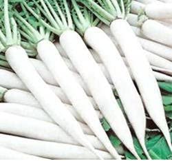 Oakwood Farms | Vegetable Seeds | Hybrid Radish | White Long |