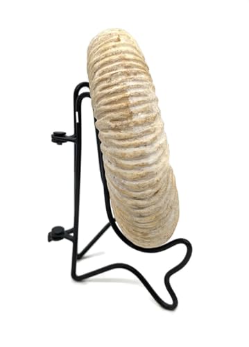 Image of Large Fossil Ammonite with Stand. 3.50 to 4.00 inch. Genuine Ammonite from Madagascar.