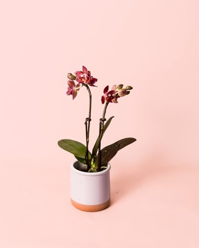 Orquídea Magenta | Mini Planta Natural | Pur Plant