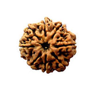 8 Mukhi Rudraksha Nepal 8 Mukhi Rudraksha Original Certified Nepali Round 8 मुखी रुद्राक्ष Aath Mukhi Rudraksha Eight Faced Rudraksha 8 Face Rudraksha Original Pendant आठ मुखी रुद्राक्ष by Astro Cart-picture-51