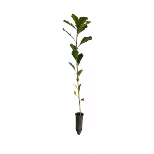 AMK Jardinagem e Paisagismo, Muda de Sete Copas 20 a 40cm AMK - Plantas Online