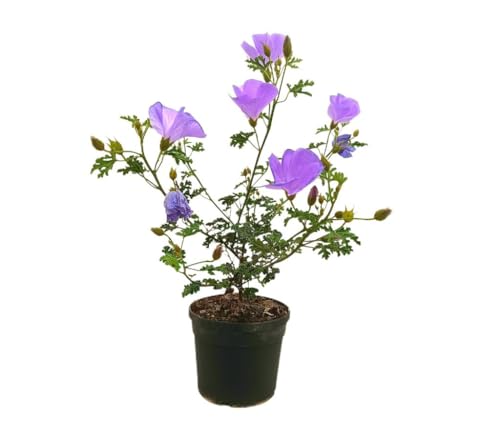 Alyogyne Huegelii | Maceta 19cm | Planta natural de Exterior para jardin | Altura 60 cm | Flores violetas | Hibisco azul o lila de Australia