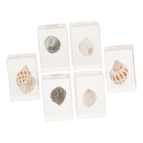 MUCKLILY 6pcs Real Resin Specimen Decor Genuine Shell Ornament Multi-Function Resin for Teaching Collection