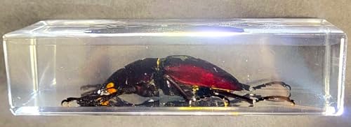 Image of 4.3 inch Real Stag Beetle (Female) in Crystal Clear Lucite Resin Specimen Preserved Insect Bugs Taxidermy Paperweight Crafts Collection for Biology Science Education & Desk Ornament Display Supplies