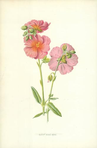 Poster Ruddy Rock Rose Toile Salon Décoration Murale Frederick Hulme