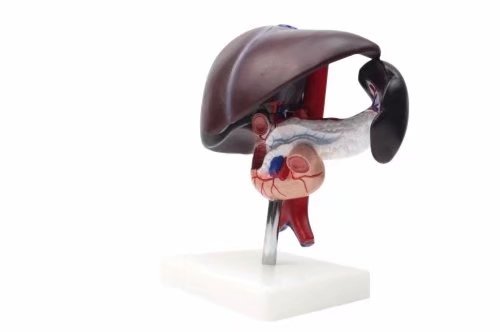 Image of BoNew Human Liver Pancreas Duodenum Anatomical Anatomy Model Medical Model Life Size