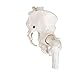 3B Scientific A62 Female Pelvic Skeleton w/ moveable Femur Heads - 3B Smart Anatomy