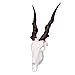 Skullies - Miniature Eland Skull