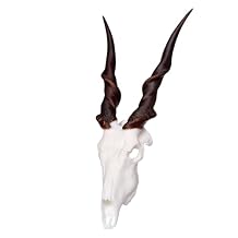Skulls Unlimited International Skullies - Miniature Eland Skull
