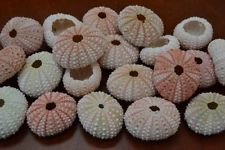 25 Pcs Bulk Pink Sea Urchins Sea Shell Beach Wedding Nautical