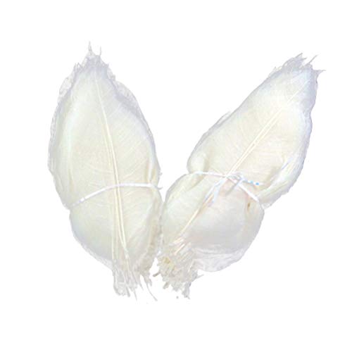 SUPVOX 100 peças Magnólia Skeleton Leaf Branco Natural Folha Veia Folhas secas para Arte (Branco)