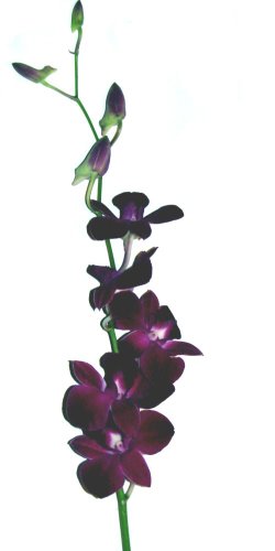 Fresh Flowers 20 Dendrobium Orchids Special Mix With Vase #TOP1