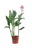 eGarden.store