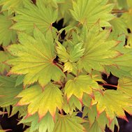 Jordan Japanese Fullmoon Maple Shirasawanum 2 - Year Live Plant