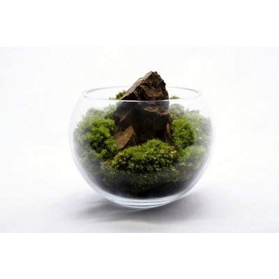 コケのインテリア コケリウム 栽培キット テラリウム キット 苔盆栽 セット コケリウムキット S 6枚目