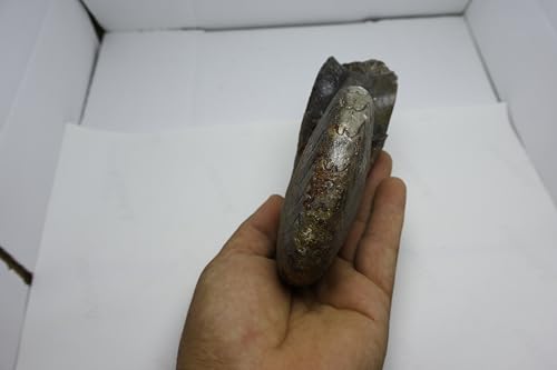 Image of Ammonite Fossil Cretaceous Fossils Fossils from Morocco Fossil Rock Ammonites Fossil A298