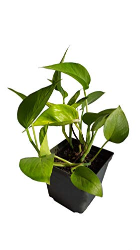 DeVos Farms Golden Pothos - Epipremnum - Devil’s Ivy - Bare Root - Very Easy to Grow Indoor. Very Low Maintenance.