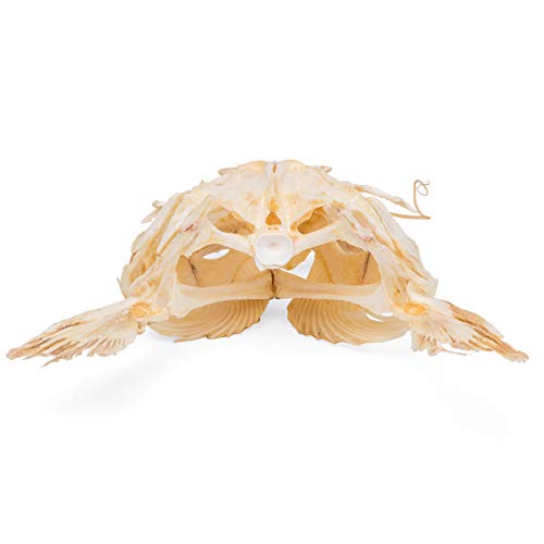 Image of 3B Scientific GmbH T30030 Catfish Skull