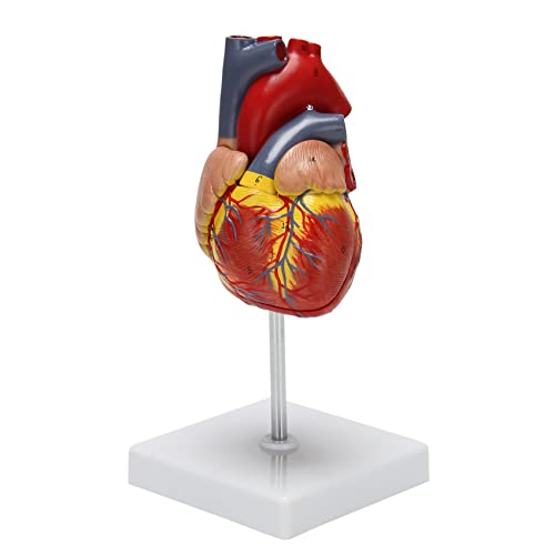 Modèle cardiaque anatomiquement précis à taille réelle avec socle expo