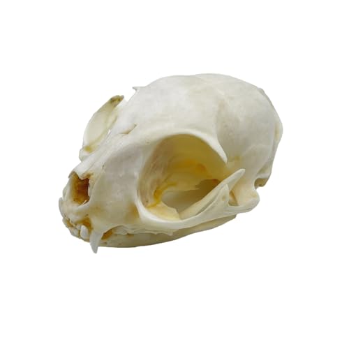 Image of Real Animal Bone Specimen Natural Taxidermy Feline Skull for Science Collection