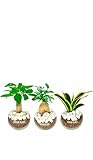 GREEN PLACE 観葉植物 本物 卓上 ミニ 3点セット 【化粧石付き】 パキラ ガジュマル サンスベリア ハイドロカルチャー バルーン鉢 TN