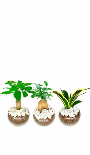 GREEN PLACE 観葉植物 本物 卓上 ミニ 3点セット 【化粧石付き】 パキラ ガジュマル サンスベリア ハイドロカルチャー バルーン鉢 TNのサムネイル